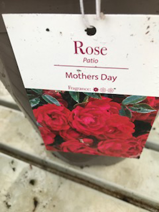 Rose - Mother's Day